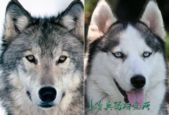 狡兔死，走狗烹：历史上人类养狗本来就是为了吃肉