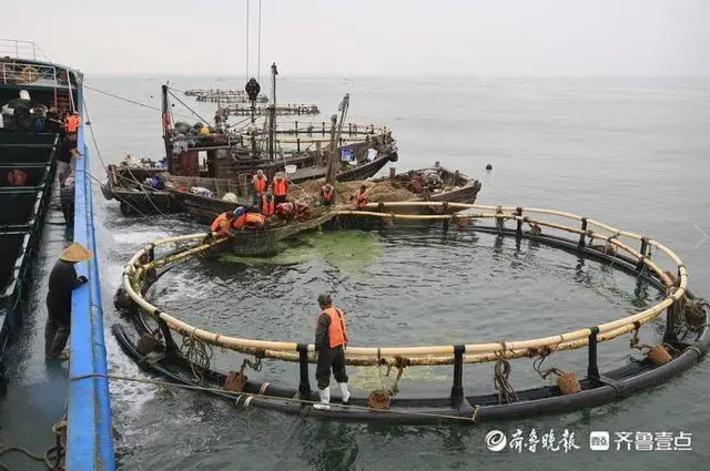 致富养殖黑头项目有哪些_养殖黑头鱼_黑头养殖致富项目