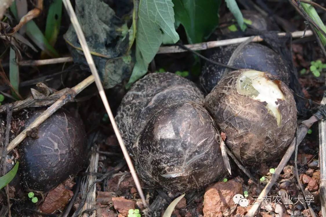 自带小白裙的蘑菇——热带作物学院学子竹荪种植记