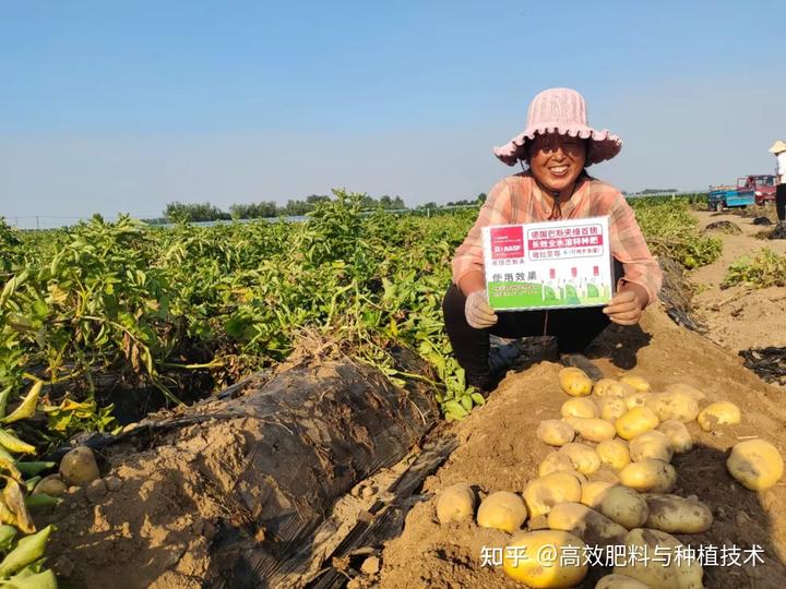 马铃薯种植大全技术视频_马铃薯种植大全技术要点_马铃薯种植技术大全
