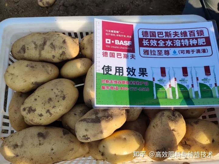 马铃薯种植技术大全_马铃薯种植大全技术视频_马铃薯种植大全技术要点