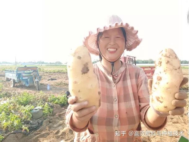 马铃薯种植技术大全_马铃薯种植大全技术要点_马铃薯种植大全技术视频