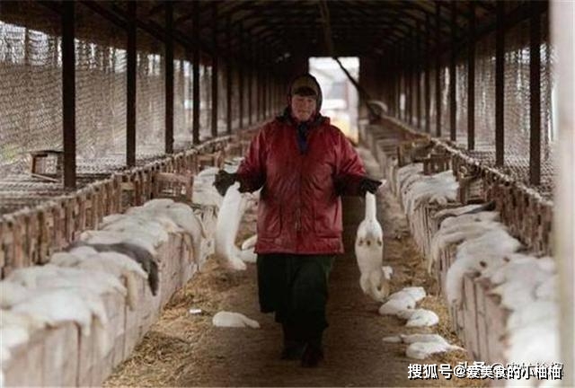 致富养殖衣服水貂做什么的_致富经养殖水貂做衣服_致富养殖衣服水貂做什么用