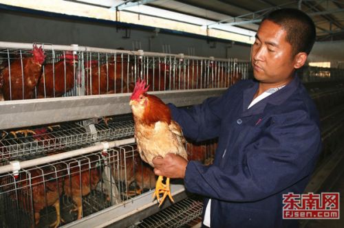 象洞鸡成龙岩武平人发家致富的“金凤凰”