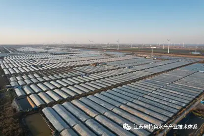 江苏省地方标准《南美白对虾小型温棚养殖尾水生态化治理技术规程》正式发布