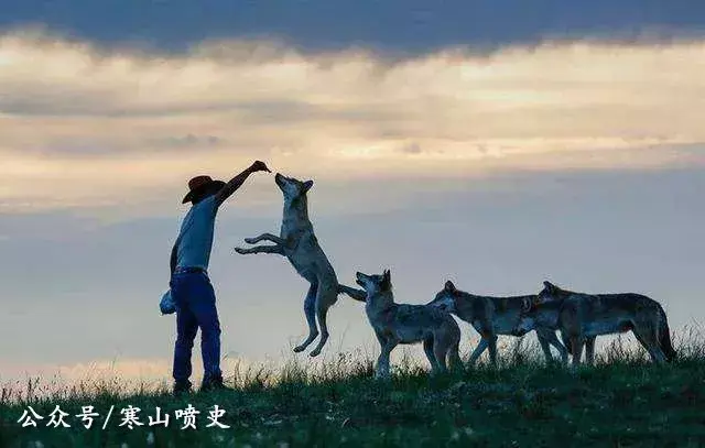 养殖技术肉狗笼养什么好_笼养肉狗视频_肉狗养殖技术笼养