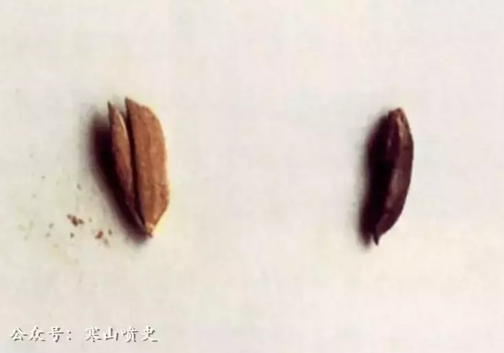 笼养肉狗视频_养殖技术肉狗笼养什么好_肉狗养殖技术笼养