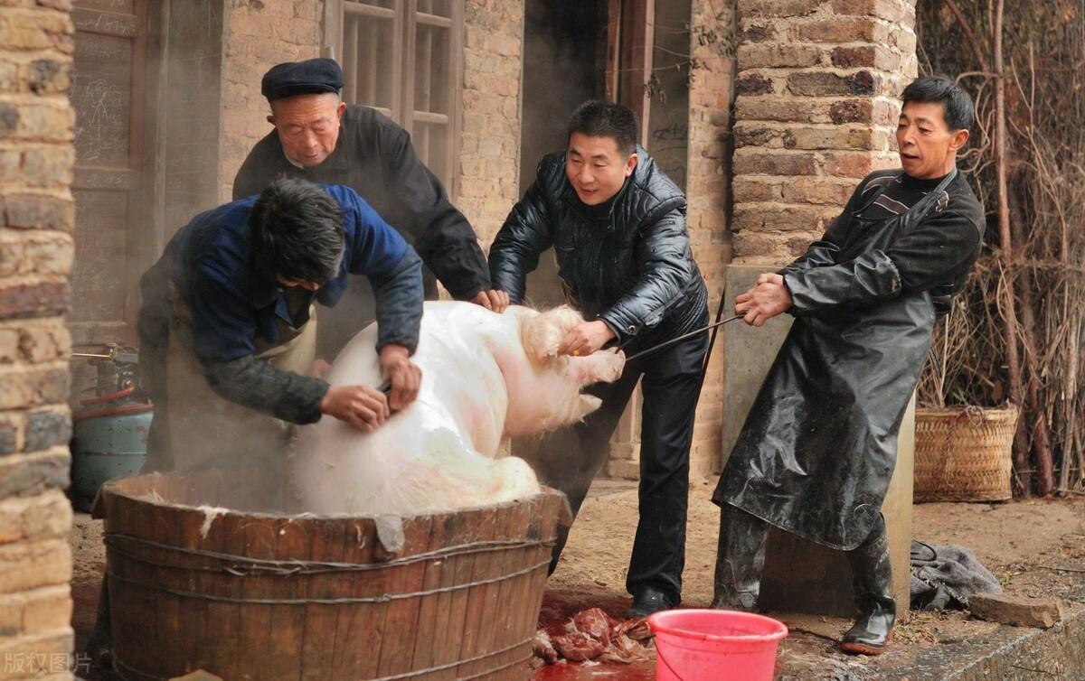 肉狗养殖笼子照片_肉狗养殖技术笼养_养殖技术肉狗笼养什么好