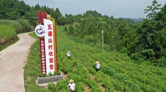 蒲公英种植效益_蒲公英种植技术农村致富经_致富经种蒲公英