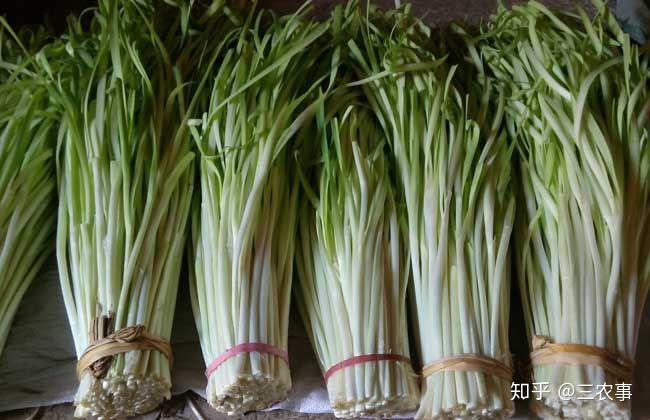 种植韭王技术视频教程_韭王种植视频_韭王种植技术