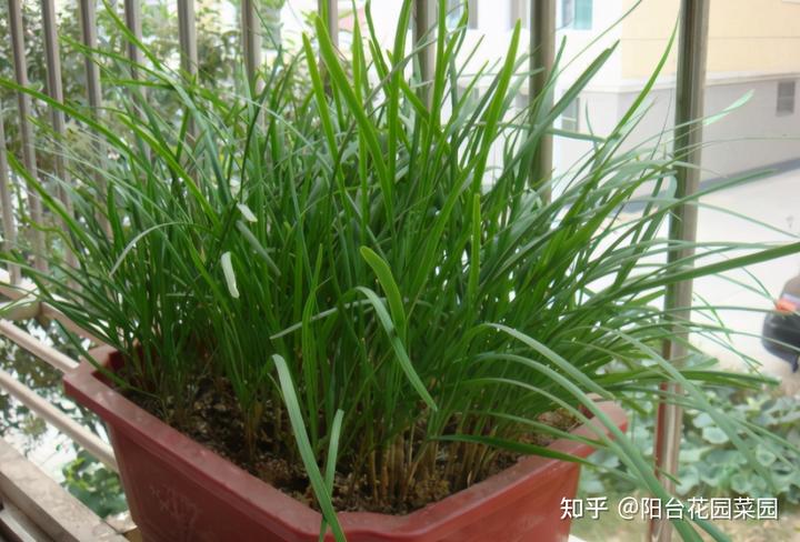 韭王种植技术_种植韭王技术视频教程_韭王种植视频