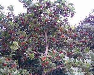 致富种植视频全集_致富什么种植_致富种植什么比较赚大钱