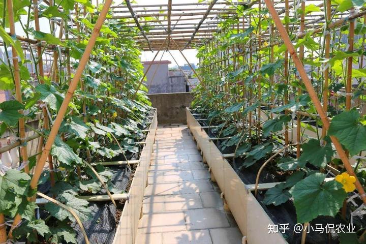 致富新闻网_空房种植致富新闻_新闻致富种植空房怎么写
