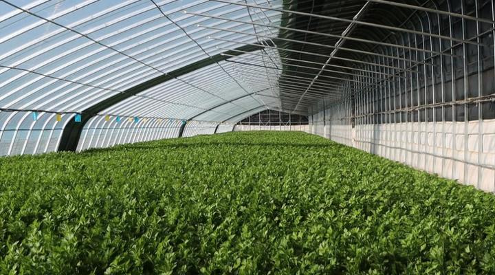 农村致富种植_空房种植致富新闻_四季蒜苗种植致富