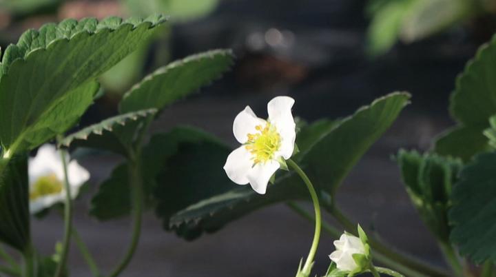 四季蒜苗种植致富_农村致富种植_空房种植致富新闻