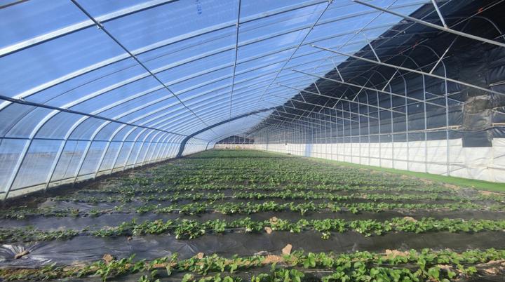 农村致富种植_空房种植致富新闻_四季蒜苗种植致富