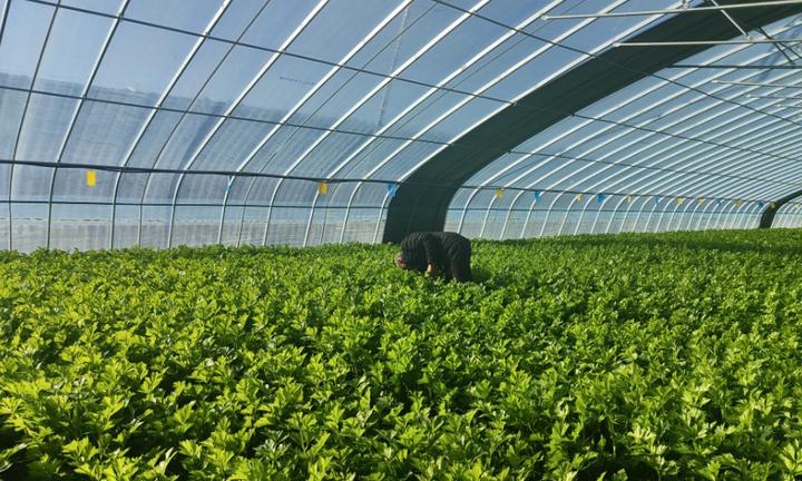 空房种植致富新闻_农村致富种植_四季蒜苗种植致富