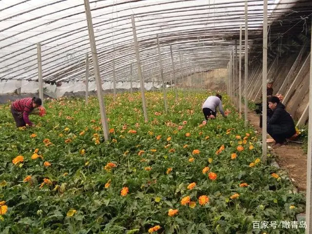 花卉致富养殖大棚怎么样_花卉致富养殖大棚图片_花卉大棚养殖致富