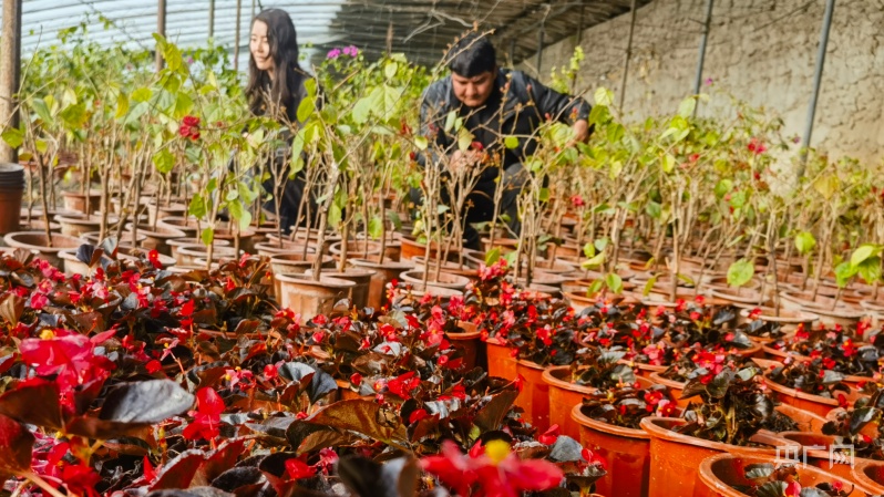 花卉种植大棚养花基地视频_花卉大棚赚钱吗_花卉大棚养殖致富