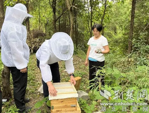 蜜蜂致富养殖增收方法_蜜蜂养殖致富增收_养蜜蜂致富经