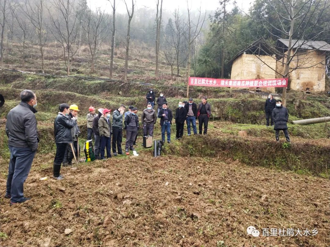 南瓜种植利润怎么样_南瓜种植致富_致富南瓜种植技术视频