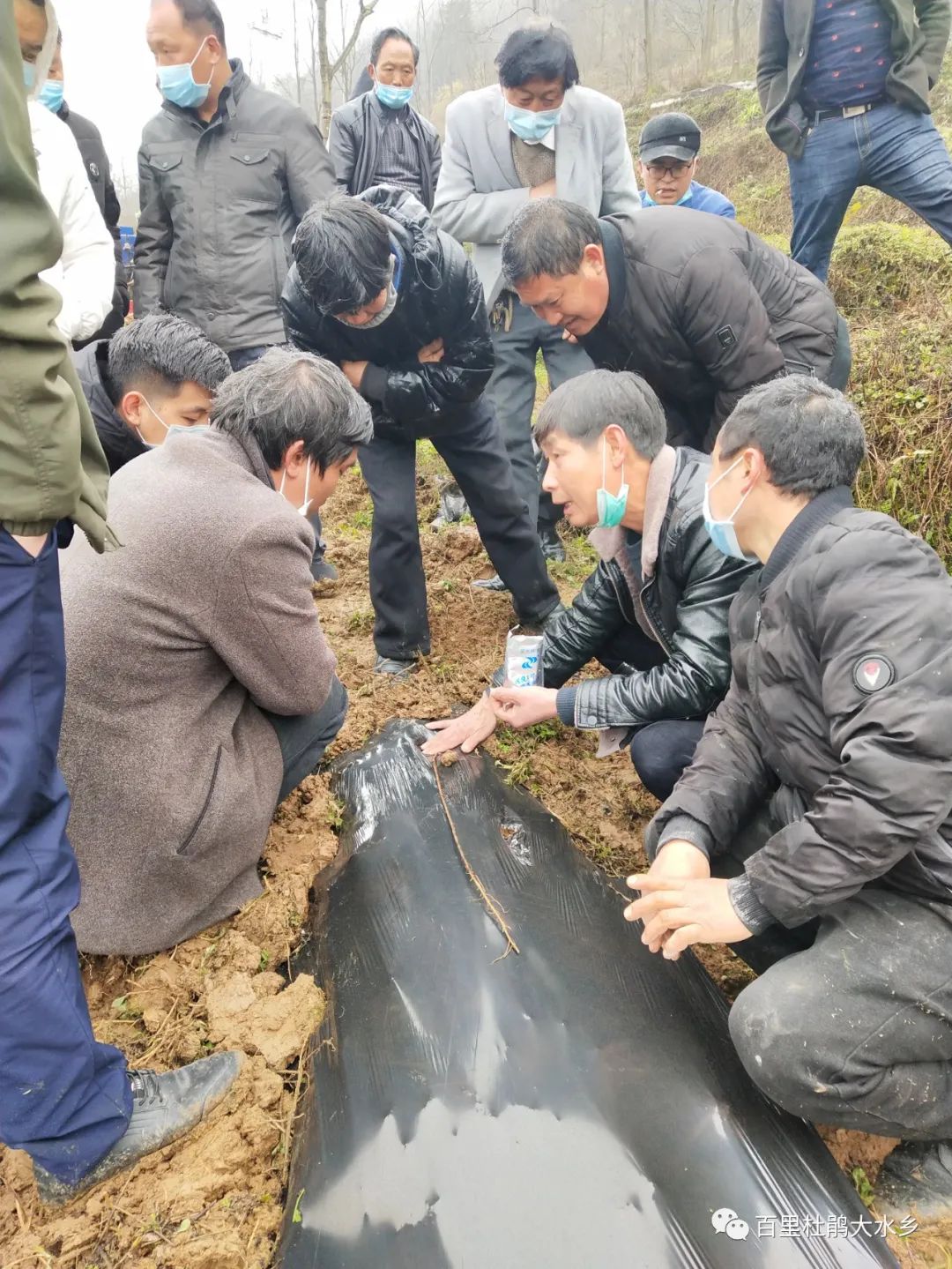 致富南瓜种植技术视频_南瓜种植致富_南瓜种植利润怎么样
