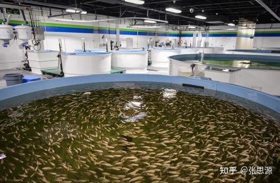 淡水鲍鱼养殖_鲍鱼水养可以活多久_鲍鱼循环水养殖技术