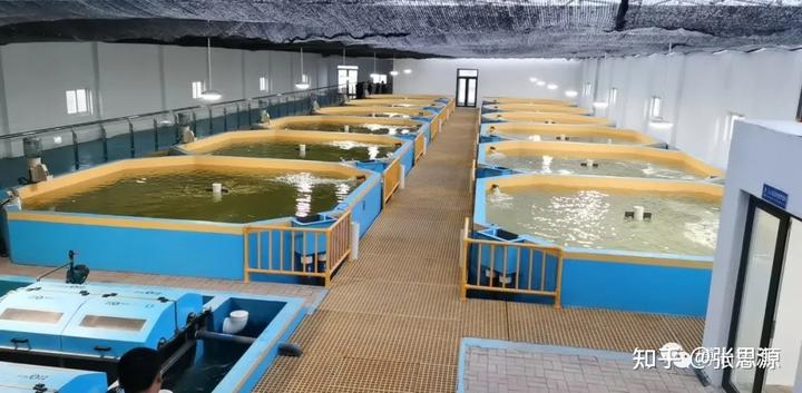 鲍鱼水养可以活多久_鲍鱼循环水养殖技术_淡水鲍鱼养殖