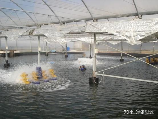 鲍鱼循环水养殖技术_鲍鱼水养可以活多久_淡水鲍鱼养殖