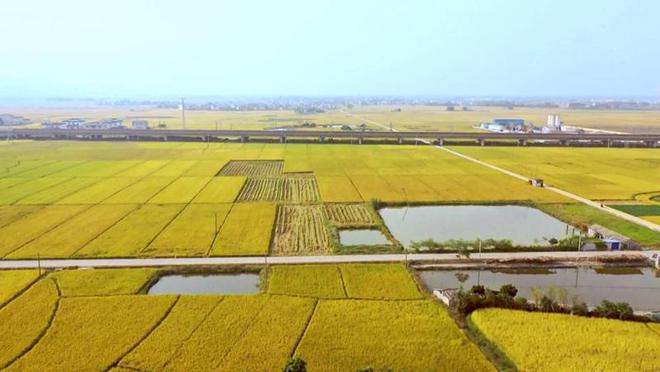 广西宾阳：粉垄技术筑牢粮食安全屏障