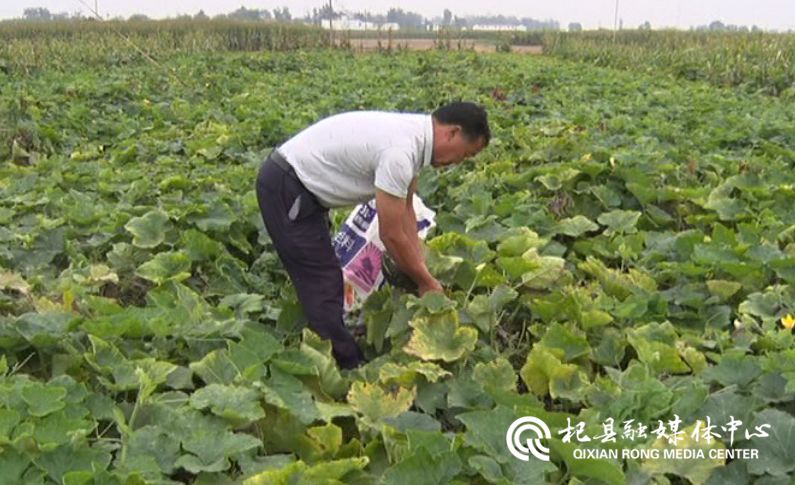 南瓜种植效益_南瓜种植致富_致富南瓜种植视频