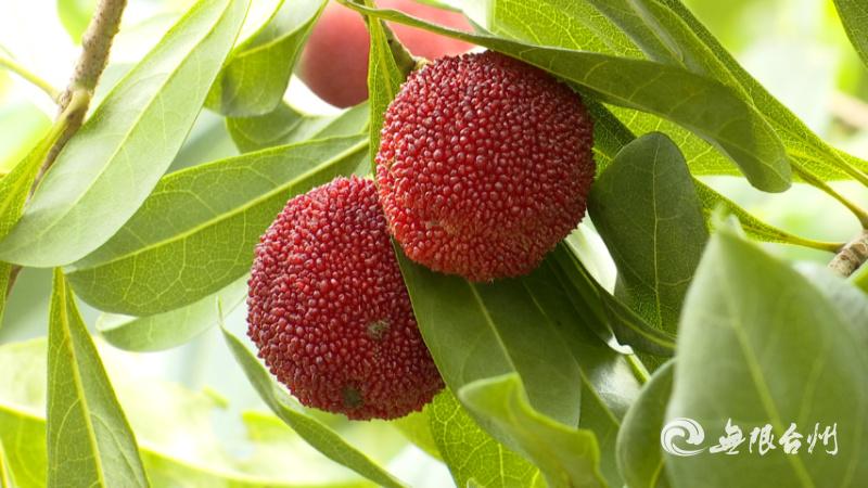 致富种植杨梅图片_致富种植杨梅怎么样_杨梅致富种植