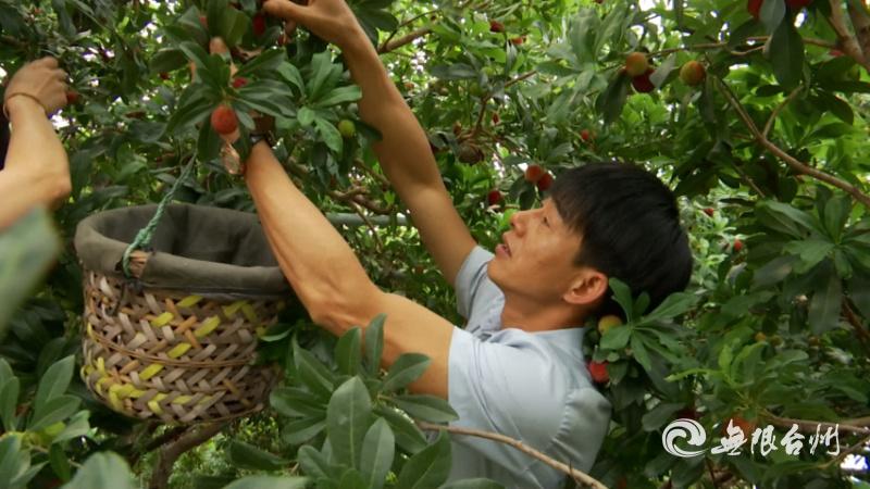 致富种植杨梅图片_杨梅致富种植_致富种植杨梅怎么样