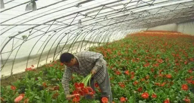 花卉大棚赚钱吗_花卉致富养殖大棚图片_花卉大棚养殖致富