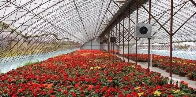 花卉大棚赚钱吗_花卉致富养殖大棚图片_花卉大棚养殖致富