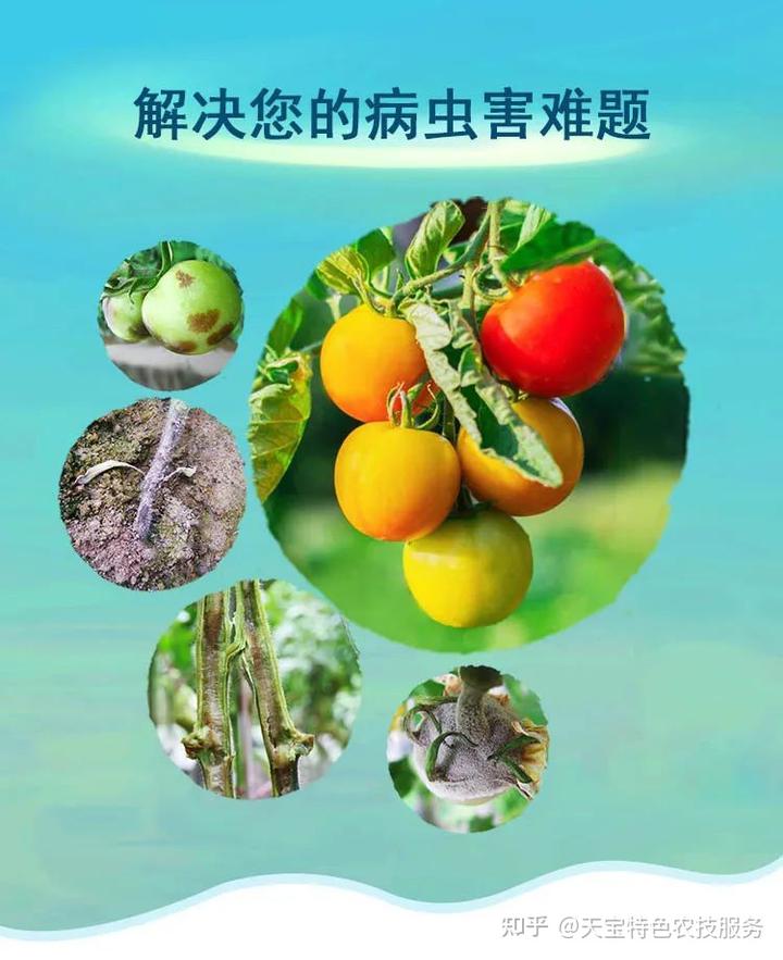 番茄南方种植技术视频_南方番茄种植技术_番茄南方种植技术与管理