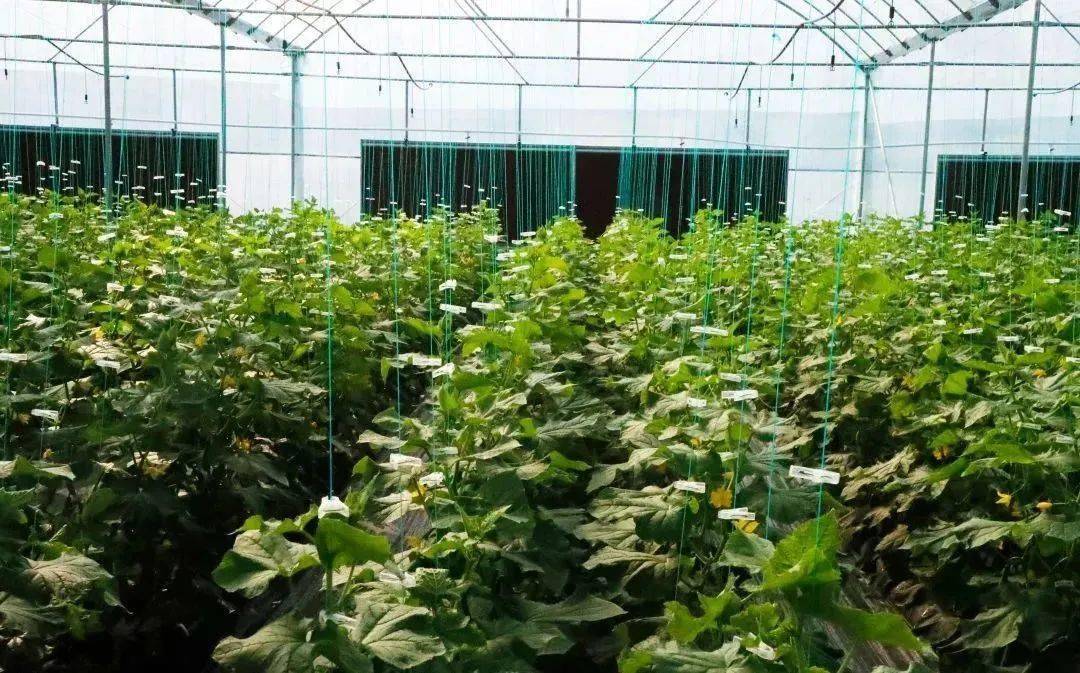 农业种植技术视频大全_农业种植新技术视频_农业种植视频教学视频网
