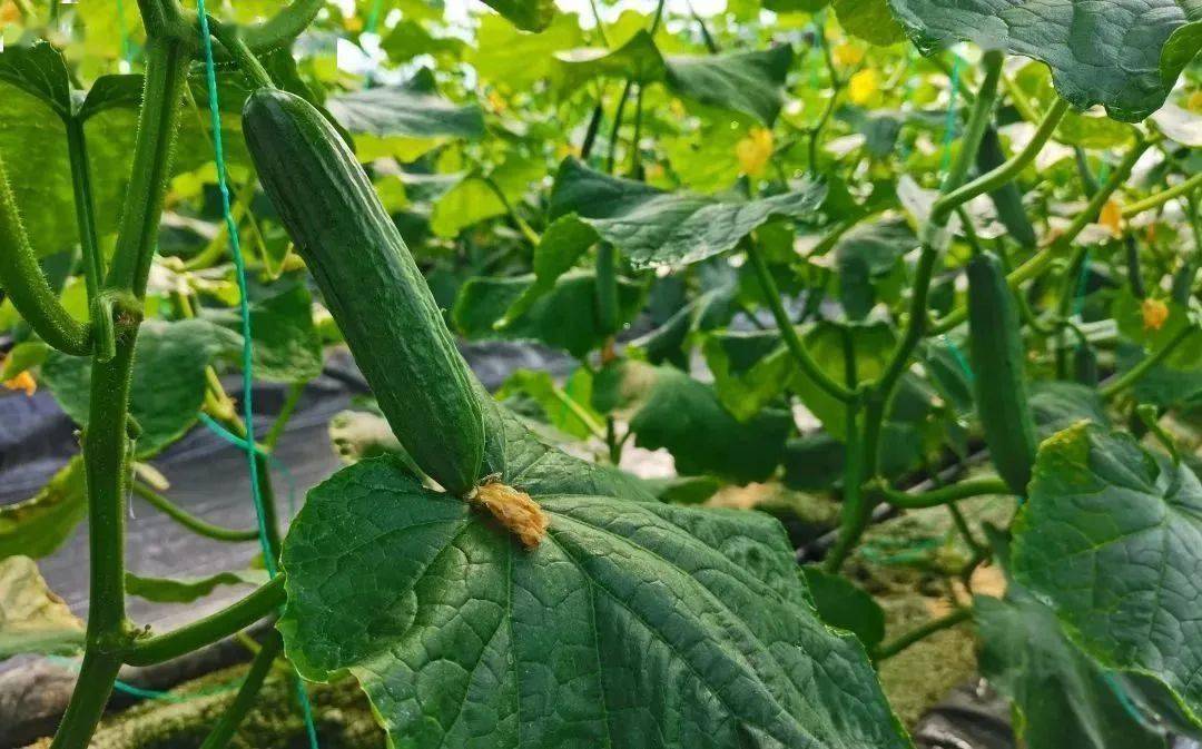 农业种植技术视频大全_农业种植新技术视频_农业种植视频教学视频网