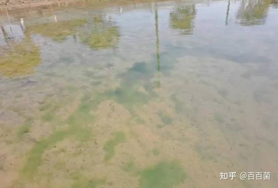 水产养殖养殖技术_养殖水产技术最出名的几个企业_养殖水产技术现状调查