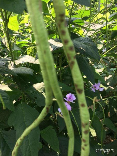 菜豆种植致富_种植菜豆的过程_豆类蔬菜栽培技术