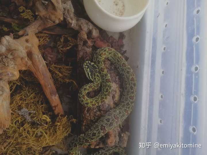 棕黑锦蛇什么时候繁殖_棕黑锦蛇养殖技术_养棕黑锦蛇需要注意什么