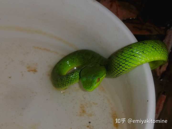 棕黑锦蛇什么时候繁殖_棕黑锦蛇养殖技术_养棕黑锦蛇需要注意什么