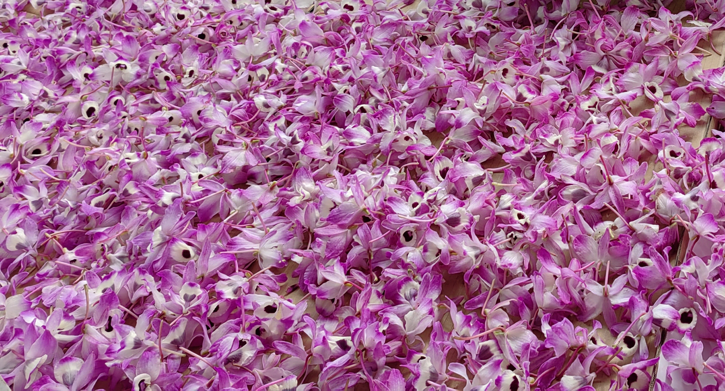 石头种植致富花视频播放_石头画致富_怎样在石头上种植植物