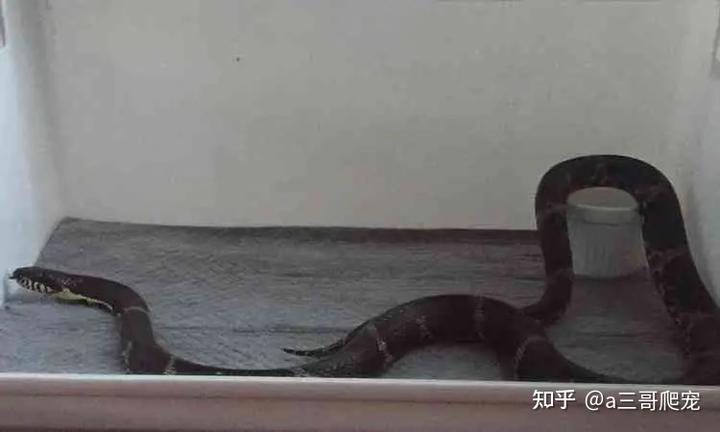 棕黑锦蛇养殖技术_棕黑锦蛇保育吗_棕黑锦蛇什么时候繁殖