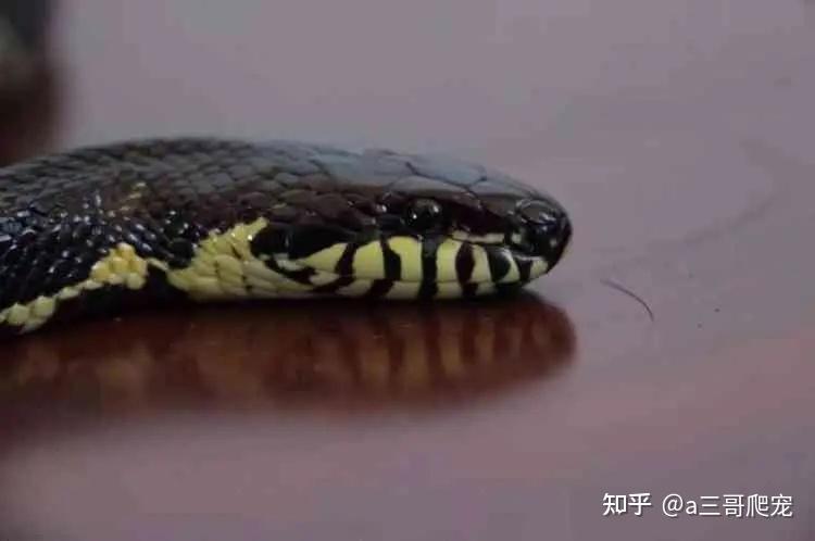 棕黑锦蛇养殖技术_棕黑锦蛇什么时候繁殖_棕黑锦蛇保育吗
