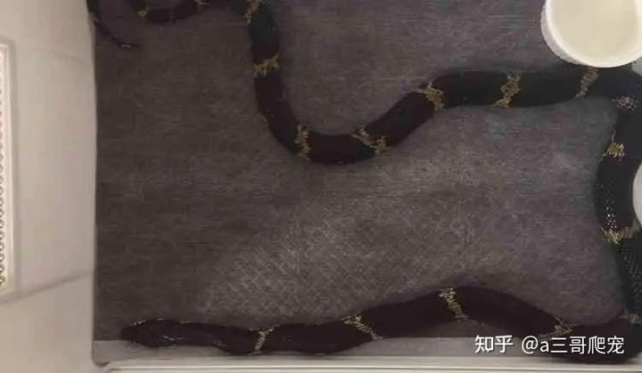 棕黑锦蛇保育吗_棕黑锦蛇养殖技术_棕黑锦蛇什么时候繁殖