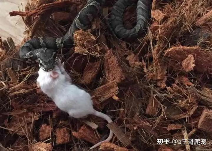 棕黑锦蛇什么时候繁殖_棕黑锦蛇保育吗_棕黑锦蛇养殖技术