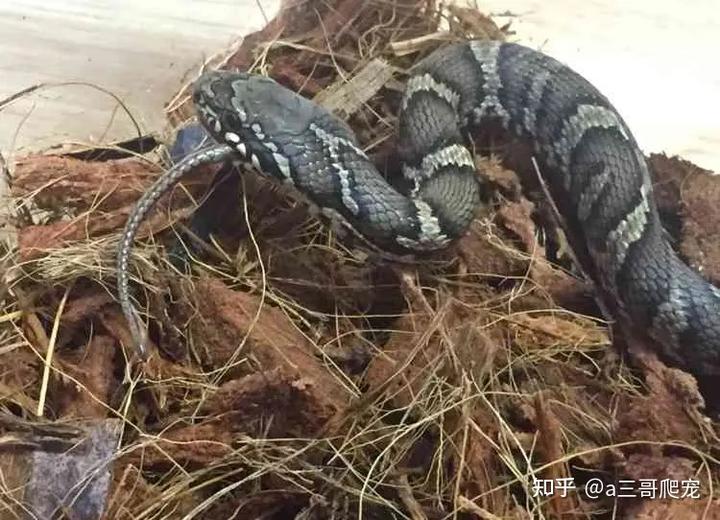 棕黑锦蛇养殖技术_棕黑锦蛇保育吗_棕黑锦蛇什么时候繁殖