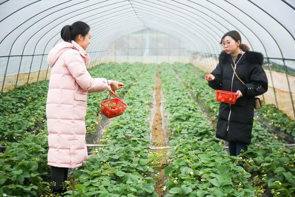 宜宾大棚蔬菜种植基地_宜宾种植蔬菜致富_宜宾蔬菜基地