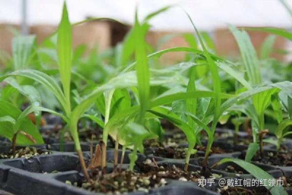 瓜种植时间和方法_致富瓜种植_瓜娄种植利润